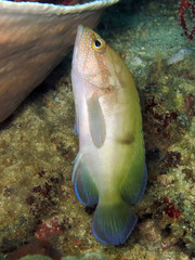 Cephalopholis microprion