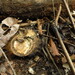 Irvingia robur - Photo 由 Sandrine Gallois 所上傳的 (c) Sandrine Gallois，保留部份權利CC BY-NC