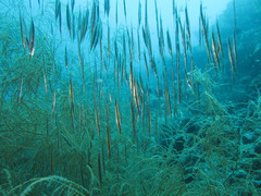 Centriscus scutatus