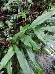 Alpinia japonica