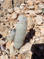 Mammillaria pottsii