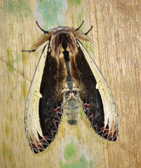 Truncaptera gigantea