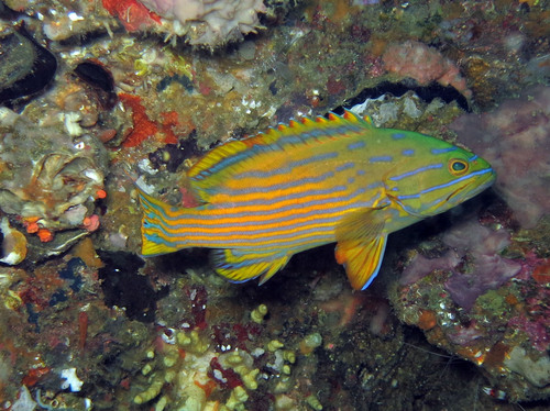 Blue-lined hind (Cephalopholis polleni) — Serranidae — 2