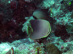 Chaetodon baronessa