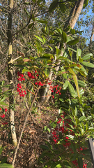 Ardisia crenata