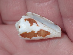 Conus regius