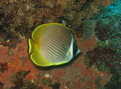 Chaetodon adiergastos