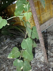 Passiflora foetida foetida
