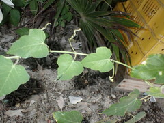 Passiflora foetida foetida