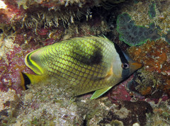 Chaetodon rafflesii