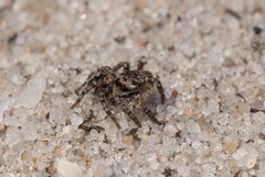 Aelurillus v-insignitus