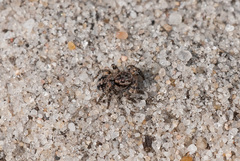 Aelurillus v-insignitus