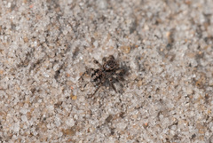 Aelurillus v-insignitus