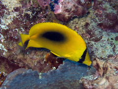 Chaetodon speculum
