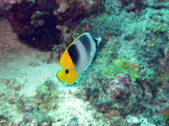 Chaetodon ulietensis