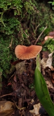 Laccaria ohiensis