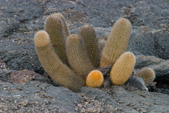 Brachycereus nesioticus
