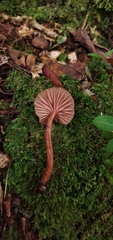 Laccaria ohiensis