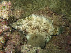 Cheilinus chlorourus