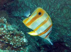 Chelmon rostratus