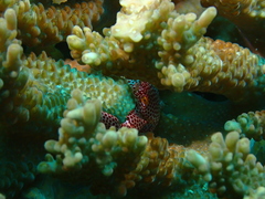 Trapezia rufopunctata