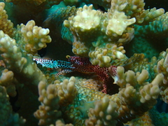 Trapezia rufopunctata