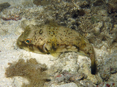 Chelonodontops patoca