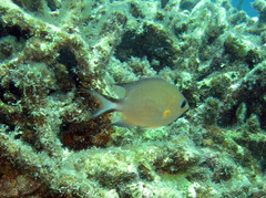 Pycnochromis amboinensis