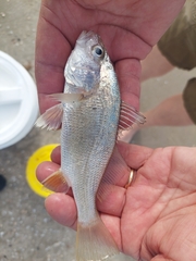 Bairdiella chrysoura