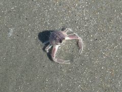 Persephona aquilonaris