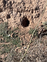 Xerospermophilus tereticaudus