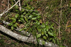Gynochthodes jasminoides