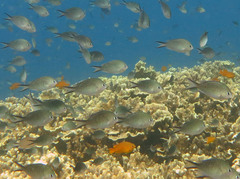 Chromis ternatensis