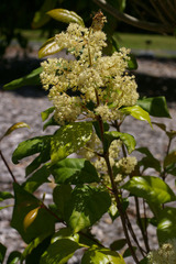 Spiraeanthemum