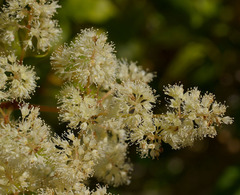 Spiraeanthemum