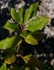 Spiraeanthemum