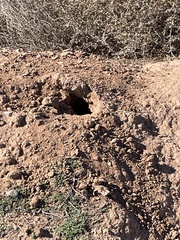 Xerospermophilus tereticaudus