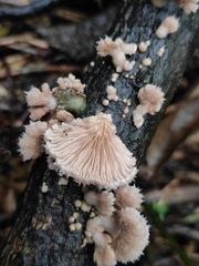 Schizophyllum commune