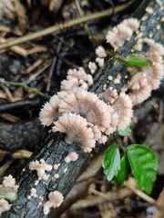 Schizophyllum commune