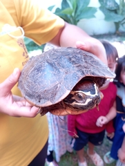 Malayemys macrocephala