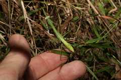 Pseudomantis albofimbriata
