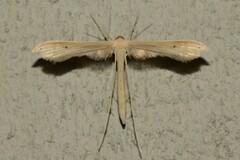 Hellinsia homodactylus