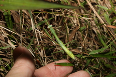 Pseudomantis albofimbriata