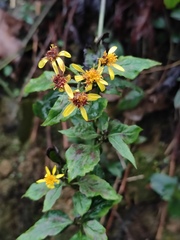 Senecio scandens