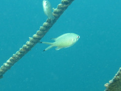 Chromis weberi