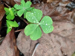 Oxalis debilis
