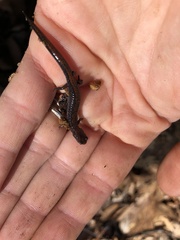 Plethodon ventralis