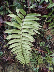 Microlepia marginata