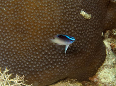 Chrysiptera rollandi