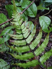 Diplazium mettenianum